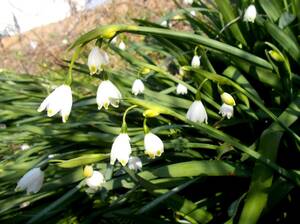  snow flakes / bell orchid daffodil / lily of the valley narcissus * bulb 20 piece set * bulb / seedling / flower *