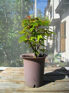 iro is momiji①*momiji(. leaf )/ maple ( maple )* total height 34cm/4 number length pot * potted plant / sapling * bonsai / tree *