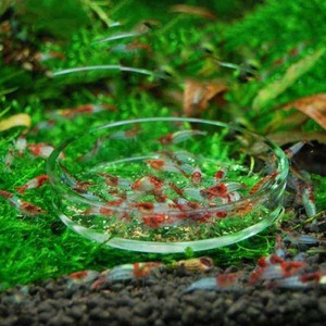  red ru Lee shrimp 10 pcs 