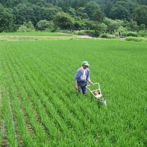 月山の麓で栽培した特別栽培米（令和５年産精米コシヒカリ２０ｋｇ）の画像5