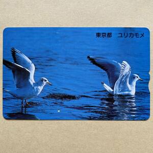 【使用済】 野鳥ふみカード 東京都 ユリカモメ