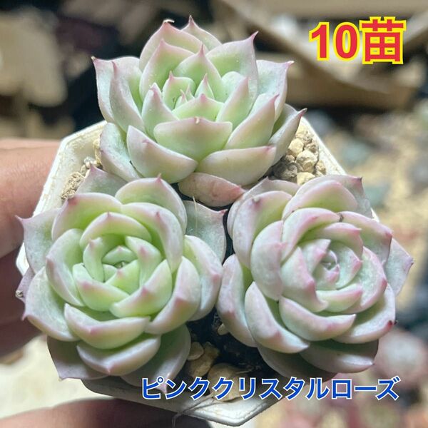 エケベリア　ピンククリスタルローズ　10苗セット 多肉植物　組み合わせ自由