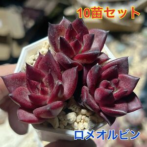 エケベリア　ロメオルビン　10苗セット 多肉植物　人気高級種 組み合わせ自由