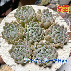 エケベリア　アンギュラータHyb 5苗セット（韓国苗）多肉植物　レア