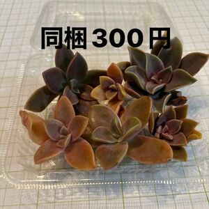 グラプトベリア　初恋　5カット+蒸れ補償1カット（小）　 多肉植物 カット苗 多肉