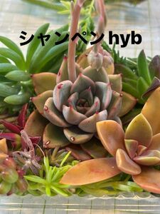 シャンペンhyb（真ん中のエケベリア）　多肉植物寄せ植えセット　詰め合わせ　多肉弁当　ちまちま寄せ　初心者　多肉ライフ　