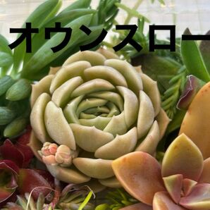 オウンスロー（真ん中のエケベリア）　多肉植物寄せ植えセット　詰め合わせ　多肉弁当　ちまちま寄せ　初心者　多肉ライフ　