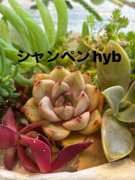 シャンペンhyb（真ん中のエケベリア）　多肉植物寄せ植えセット　詰め合わせ　多肉弁当　ちまちま寄せ　初心者　多肉ライフ　　