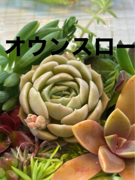 オウンスロー（真ん中のエケベリア）　多肉植物寄せ植えセット　詰め合わせ　多肉弁当　ちまちま寄せ　初心者　多肉ライフ　