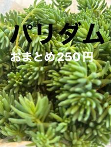 パリダム　多肉植物寄せ植えセット詰め合わせ　多肉弁当　ちまちま寄せ　初心者　多肉ライフ　 セダム 現在緑色 かわいい紅葉 カット苗