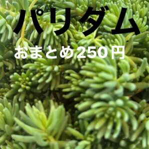 パリダム　多肉植物寄せ植えセット詰め合わせ　多肉弁当　ちまちま寄せ　初心者　多肉ライフ　 セダム 現在緑色 かわいい紅葉 カット苗