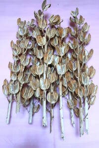 uba lily dry flower 40~50cm about .. handicrafts industrial arts raw materials lease swag Christmas 
