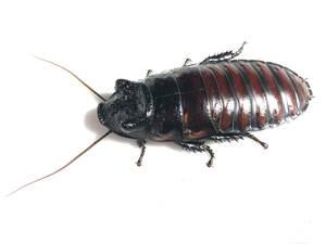 マダガスカルゴキブリ オブロンゴノタ 幼虫 15匹（1～3cm程度） Gromphadorhina oblongonota　ゴキブリ　ローチ 