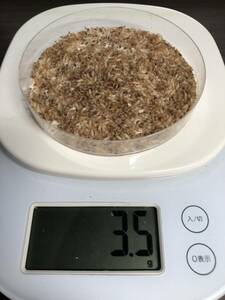 ヤマトシロアリ 3.5g (1000〜2000匹) 扱いやすいシャーレ入り　シロアリ 爬虫類 両生類 魚類 奇蟲 蟻 サソリ タランチュラ カマキリ 餌