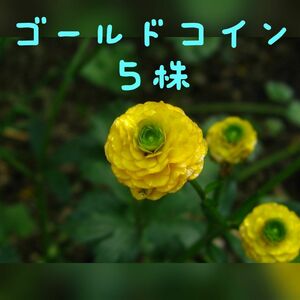 ラナンキュラスゴールドコイン　5から7株　抜き苗 原種系　花苗11　 苗は成長しています 宿根ラナンキュラス　