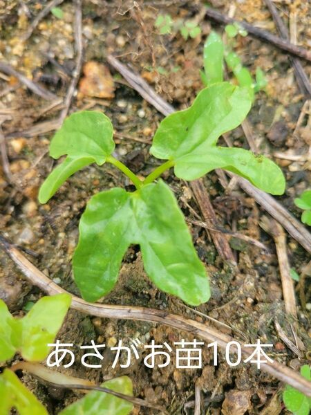 あさがお　苗10本