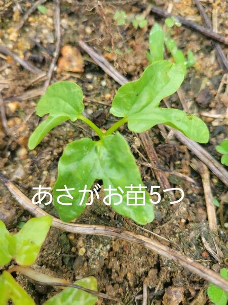 あさがお　苗　5本