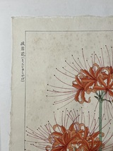 【真作】 河原崎奨堂 ヒガンバナ 彼岸花 日本の花こよみ 手摺木版画 植物 芸艸堂 当時物 大判 彫長島 摺新味 新版画 かわらさきしょうどう_画像2