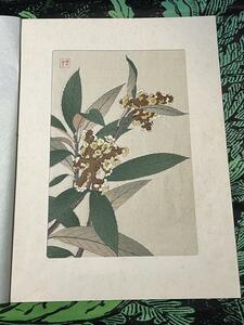 【真作】 河原崎奨堂 枇杷 ビワ 日本の花こよみ 手摺木版画 植物 芸艸堂 当時物 大判 彫長島 摺新味 新版画 かわらさきしょうどう