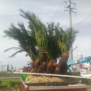 ソテツ超超巨大株30本以上株立ち リゾート庭木鉢植え 古典植物 ソテツの画像1