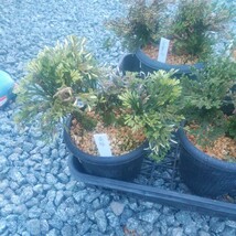 名品イワヒバ6個まとめて③鉢植え 古典植物 イワヒバ_画像2