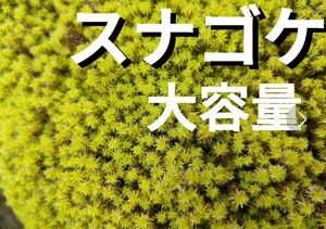 スナゴケ　苔　盆栽　庭植え　苔玉　山苔　テラリウム　コケリウム　苔リウム　鉢植え