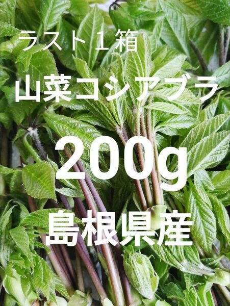 山菜　コシアブラ　200g　島根県産　野菜　 無農薬　農家直送　山菜の女王　こしあぶら