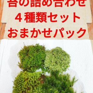 苔テラリウム　４種類　苔　イモリウム　パルダリウム　ビバリウム　アクアリウム