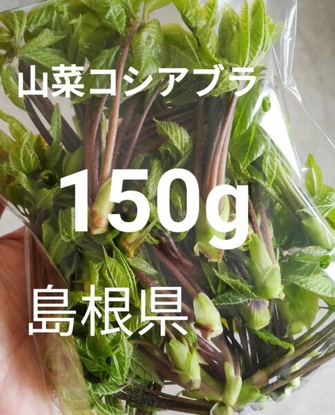 山菜　コシアブラ　150g　島根県産　野菜　 無農薬 農家　山菜の女王　こしあぶら