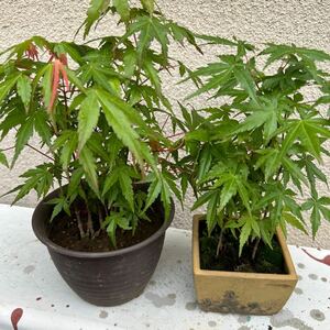  mountain . leaf ...... height 30 centimeter..2 pot .,1200 jpy.. Yupack delivery.. end at early stage equipped.