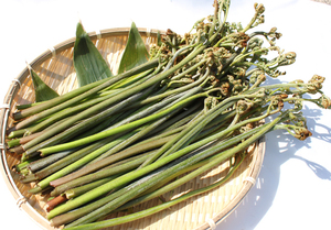 【取れたて新鮮】新潟県産 天然わらび 1ｋｇ　/山菜 木灰付き④