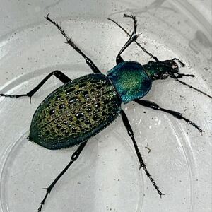 エリスカブリモドキ ♀単品 ② ■ カブリモドキ