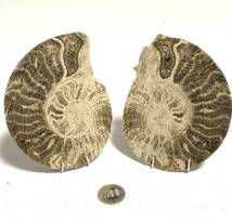 アンモナイト AMMONITE モロッコ産　一対　約８Kg_画像7