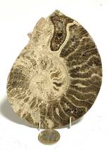 アンモナイト AMMONITE モロッコ産　一対　約８Kg_画像5