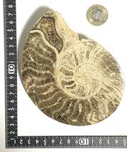 アンモナイト AMMONITE モロッコ産　一対　約８Kg_画像4