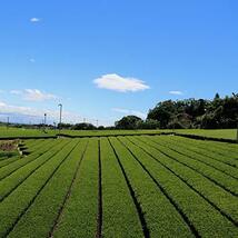 赤堀商店 大きなティーバッグ濃い深むし茶宇治抹茶入り 7g×32袋入 ×2袋_画像5