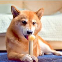 THE SPORN COMPANY(ザ スポーンカンパニー)犬用おもちゃ デンタルトーイ マローボーン プチ_画像6