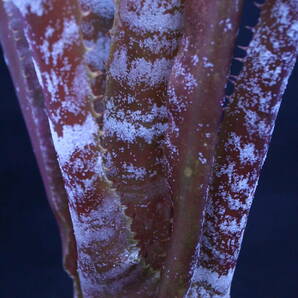 コレイア-アラウホイ アラウジョイ correia-araujoi ホヘンベルギア Hohenbergia 原種 タンクブロメリアの画像1