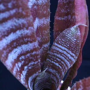 コレイア-アラウホイ アラウジョイ correia-araujoi ホヘンベルギア Hohenbergia 原種 タンクブロメリアの画像4