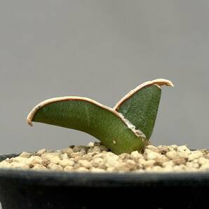 Sansevieria rorida / サンセベリア ロリダ [検索] パキポディウム グラキリス オペルクリカリア パキプス エクメア エイレンシス 斑入りの画像3