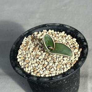 Sansevieria rorida / サンセベリア ロリダ [検索] パキポディウム グラキリス オペルクリカリア パキプス エクメア エイレンシス 斑入りの画像1