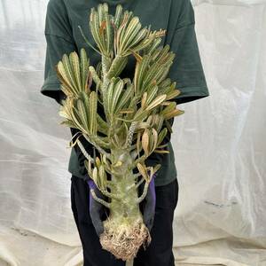【特大】 33 Dorstenia gigas /ドルステニア ギガス [検索] ラブラニー ホルウッディ ユーフォルビア トゥレアレンシス パキプス 