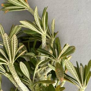 【特大】 35 Dorstenia gigas /ドルステニア ギガス [検索] ラブラニー ホルウッディ ユーフォルビア トゥレアレンシス マカイエンセ の画像6