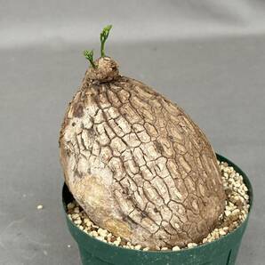 26 Stephania suberosa / ステファニア スベローサ [検索] パキポディウム グラキリス パキプス 亀甲竜 カウィーサキー ホヤの画像4
