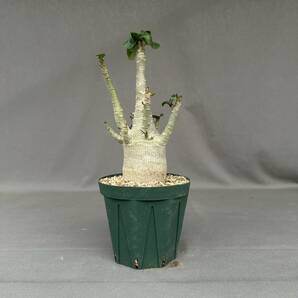 31 Adenium arabicum / アデニウム アラビカム (検索) 獅子葉 ブラック パキポディウム グラキリス オベスム ソマレンセの画像2