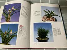 日本春蘭　趣味のラン科植物シリーズ　1 平野綏/編著　池田書店_画像5