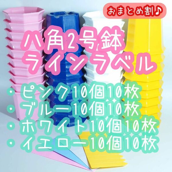 八角2号鉢 4色 40個 ラインラベル 小 4色 40枚 エケベリア 多肉植物