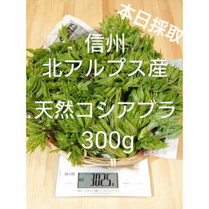 ◇送料無料◇ コシアブラ 300g 4/17採取 信州北アルプス産　山菜 天然