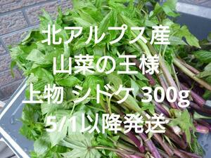 ◇送料無料◇ シドケ 300g上物 モミジガサ　信州 北アルプス産　天然　山菜 