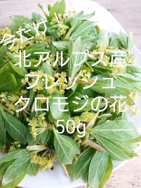 ◇送料無料◇ フレッシュクロモジ 花付き50g 信州産　アロマ　抗菌　殺菌